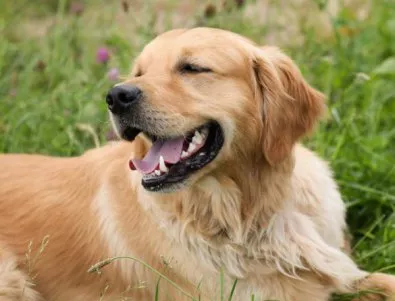 За първи път ще обучават кучета, които ще помагат на хора с увреден слух 