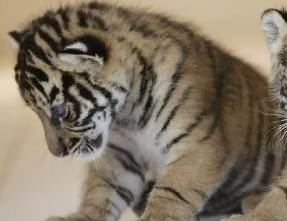 Зоопаркът в Хавана се сдоби с бяло тигърче 