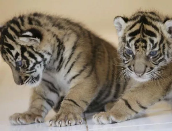 Пазарджишкият зоопарк се похвали с четири новородени тигърчета