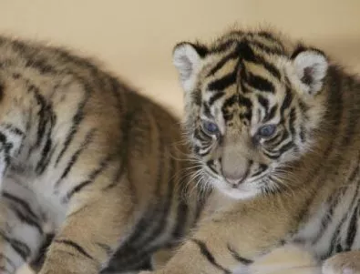 Популацията на амурския тигър в Хабаровск се увеличава