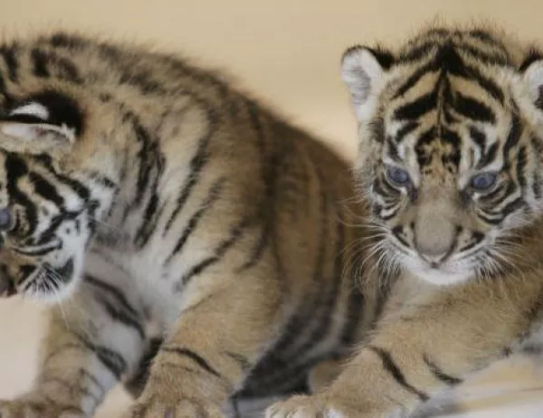 Балийският тигър е обявен за изчезнал животински вид