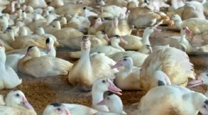 Птичи грип в Добричко, умъртвяват 11 000 птици
