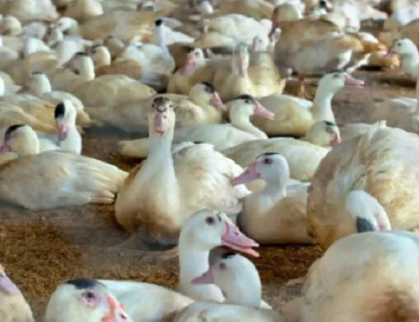В Пловдив е открито огнище на птичи грип