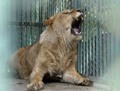Лъвът Асен е най-новият обитател на зоокът 
