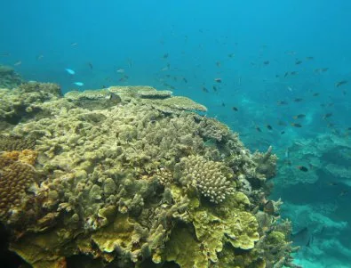 Положението с Големия бариерен риф изглежда неспасяемо