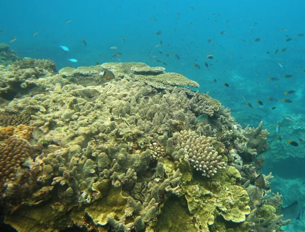 Парижкото споразумение за климата не е достатъчно, за да предотврати избелването на коралите