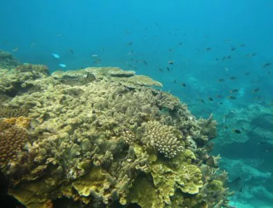 Избелването на коралите започва да намалява, твърдят американски учени