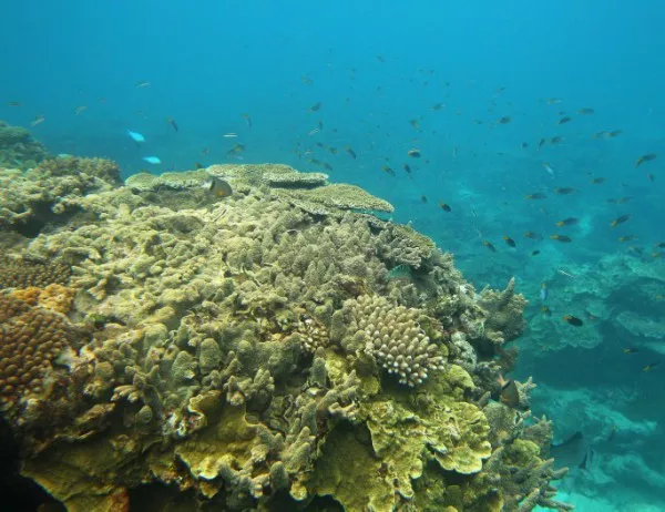 Джеймс Кук открива Големия бариерен риф