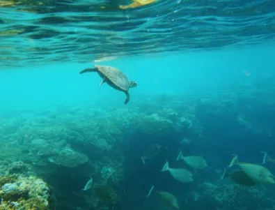 Австралия прави нов опит да спаси Големия бариерен риф