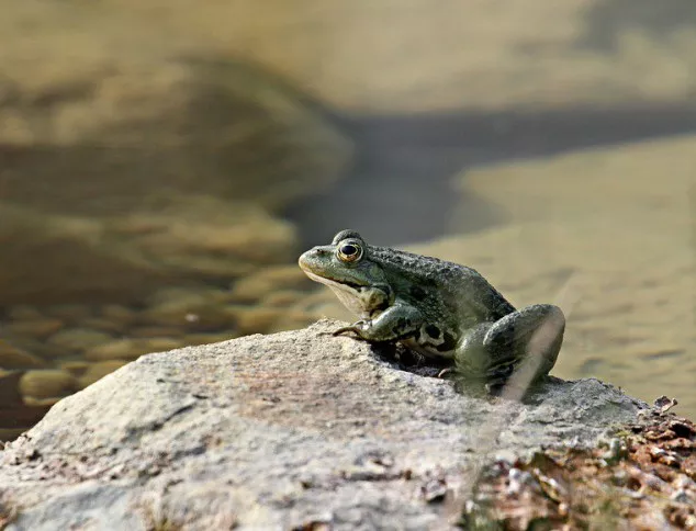 10 000 мъртви жаби бяха открити в река в Перу 