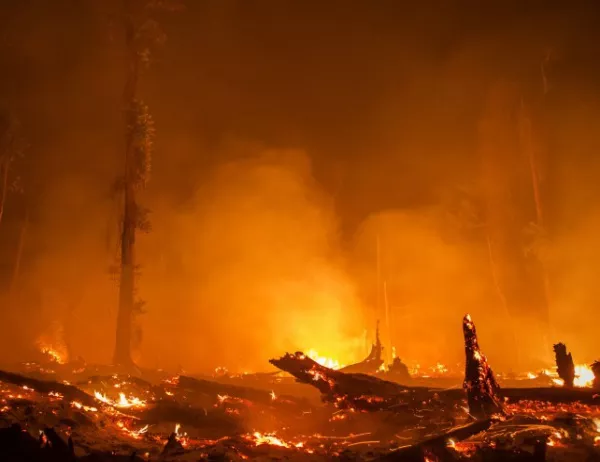 Пожарът край петричкото село Златарево е потушен
