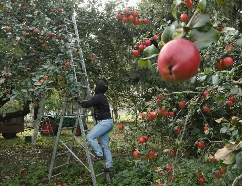This care for fruit trees in winter is a must Rhewal