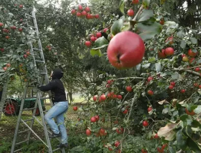 Проблеми с крушовите и ябълковите дървета, с които може да се сблъскате