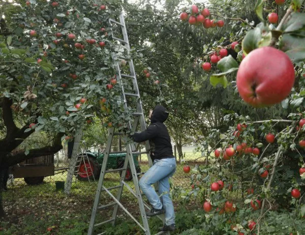 Община Троян ще отглежда плодове и зеленчуци специално за градини и училища