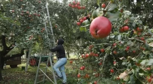 Испания е най-големият производител на плодове в ЕС