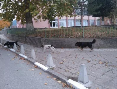 Асеновград пропищя от бездомните кучета