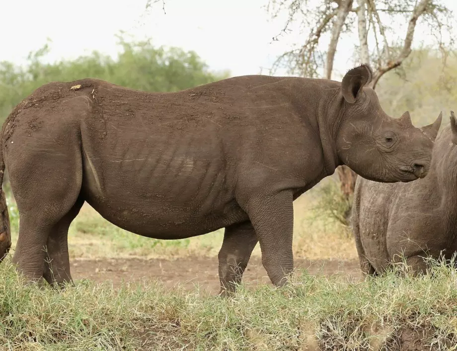 Почина най-старият женски черен носорог в света