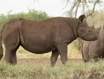 Безпрецедентно: Бракониери убиха носорог във френски зоопарк 