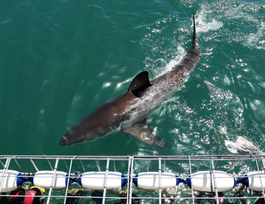 Акула с тегло 330 килограма уловиха гръцки рибари 