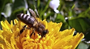ДФЗ превел 4 млн. лева помощ за пчеларите през 2016 г. 