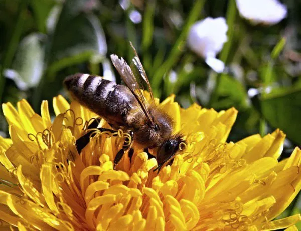 Зачестяват случаите на отровени пчелни семейства в Пазарджишко