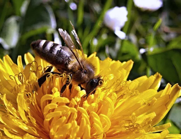 Милиони пчели загинаха след катастрофа в САЩ