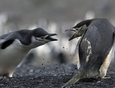Изневяра и бой между пингвини стана хит в мрежата (ВИДЕО)
