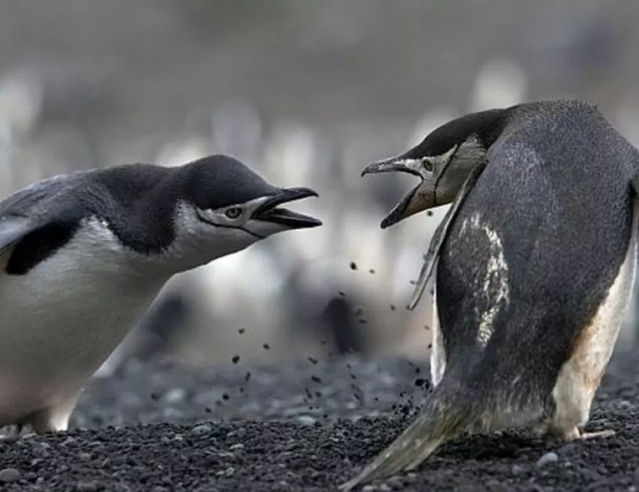 Изневяра и бой между пингвини стана хит в мрежата (ВИДЕО)
