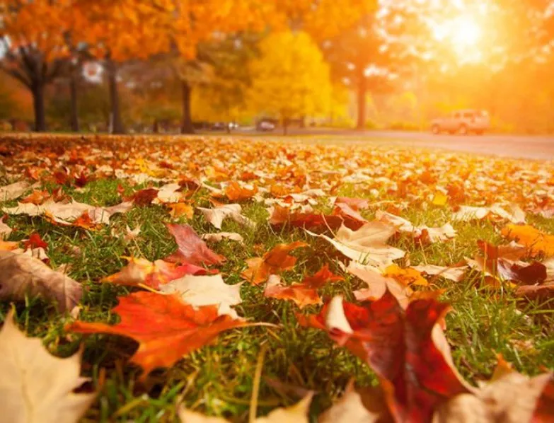9 неща, които не знаехте за есента