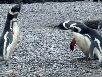 Историята на пингвин, който хваща жена си с любовник, стана Twitter феномен (Видео)