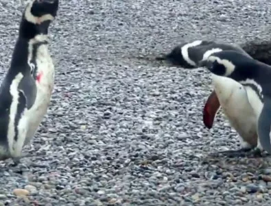Двойка пингвини-гейове в Германия осиновиха яйце 