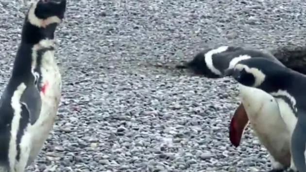 Двойка пингвини-гейове в Германия осиновиха яйце 
