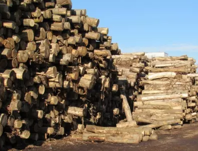 Законно е - дори официално хиляди кубици дървесина биват всъщност незаконно изсечени