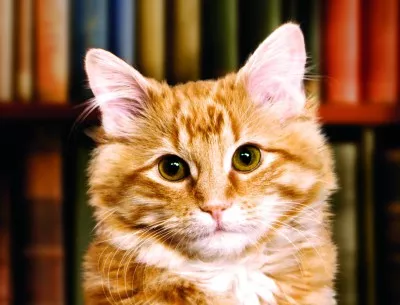 Дюи – котето от малката провинциална библиотека, което трогна света