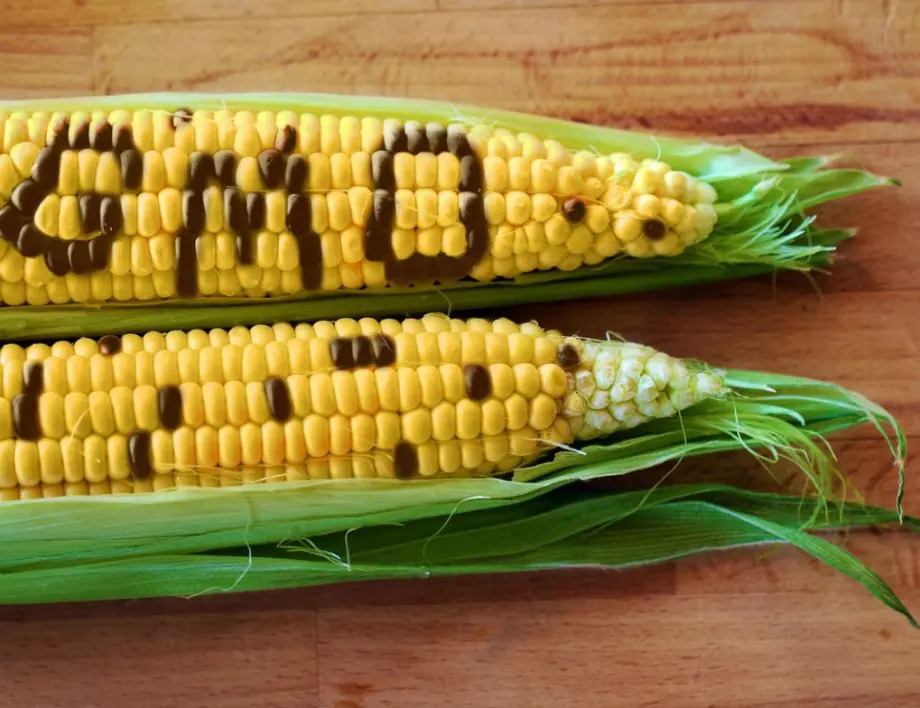 "Не се променят правилата за ГМО": Денков обясни защо да не се тревожим (ВИДЕО)