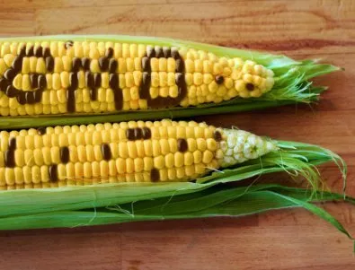Има или няма ГМО в България?
