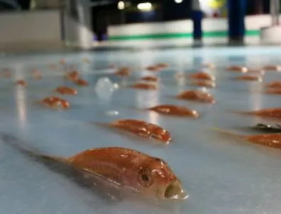 Шок и възмущение срещу японска пързалка, замразила 5000 риби в леда (Видео)