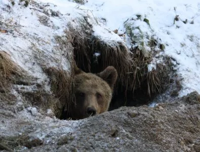 Снегът затрупа Парка за танцуващи мечки точно преди Мечкин ден (СНИМКИ)