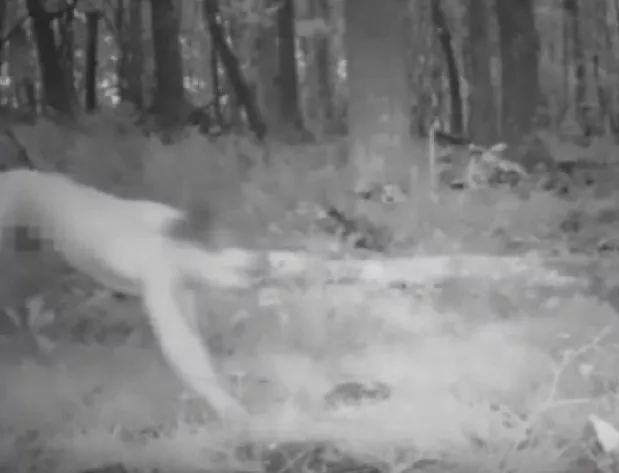 Мъж на LSD реши, че е тигър, тича 8 часа в гората и стигна Полша  