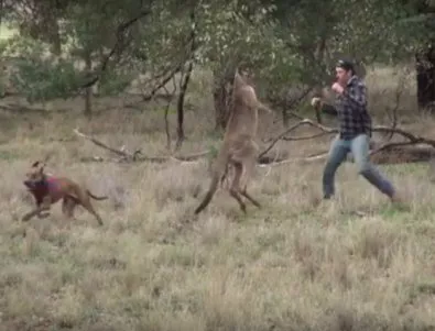 Мъж се боксира с кенгуру, за да спаси кучето си (Видео)