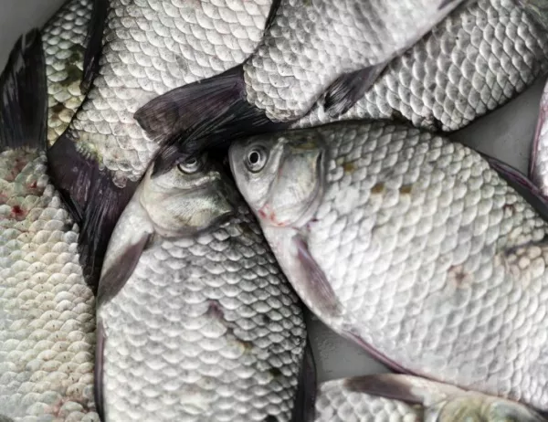 Иззеха 1,2 т риба на входа на Айтос