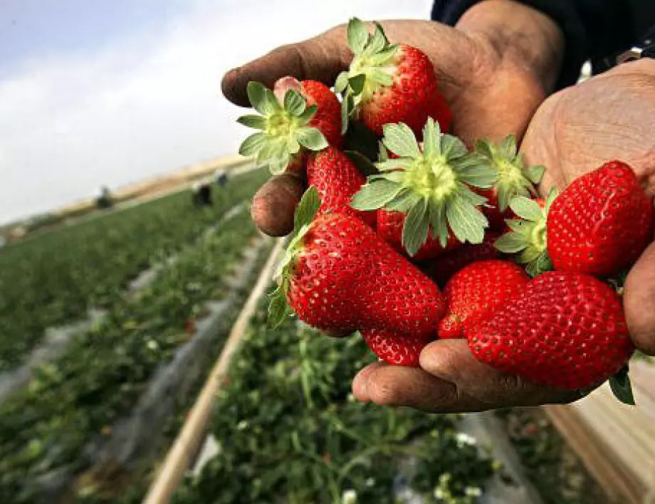 Какво да правите с ягодите след прибиране на реколтата: Контролен списък в 7 стъпки