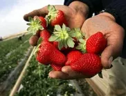 3 основни начина за засяване на ягоди