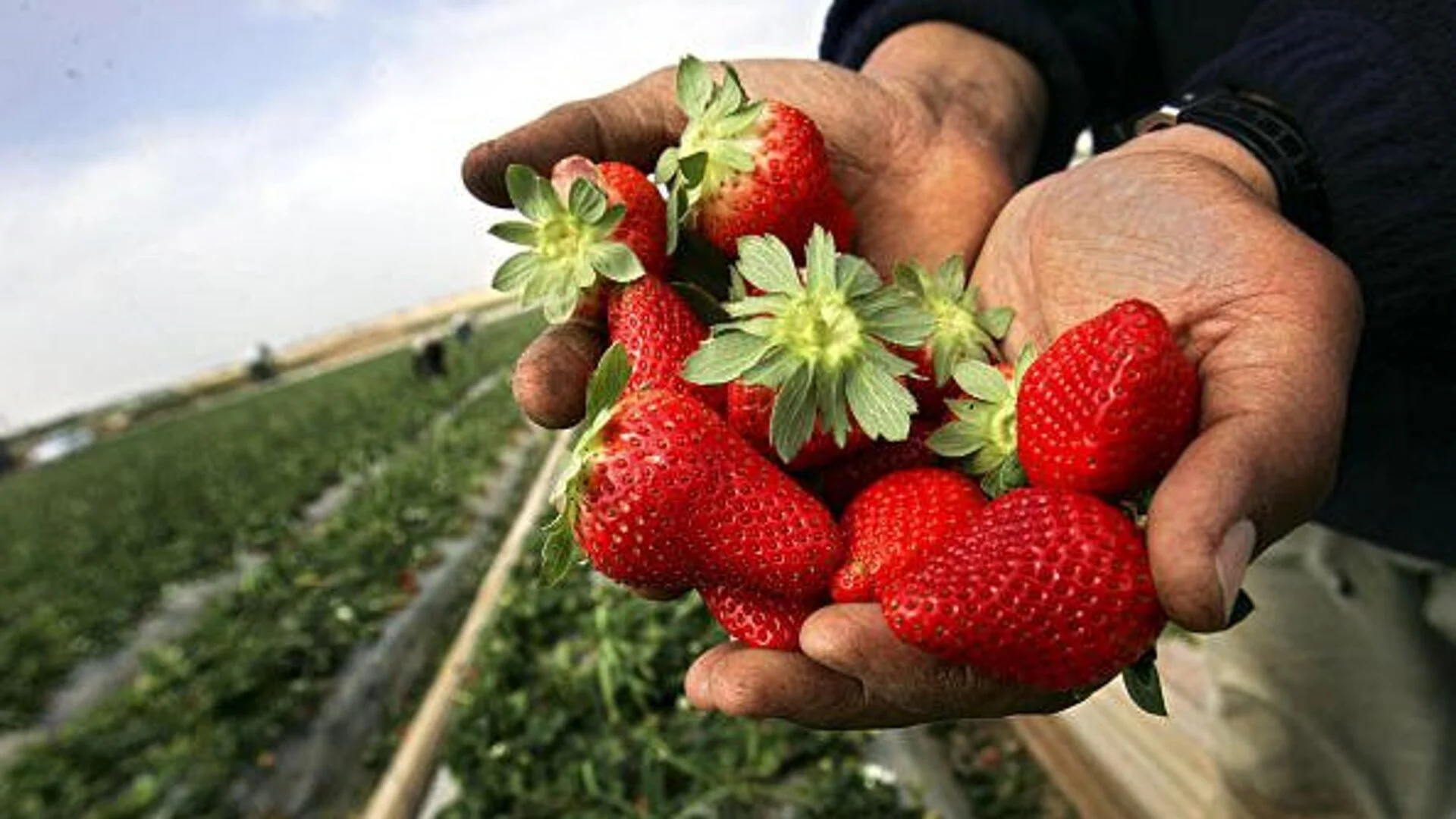 Какво е задължително да направим при торенето на ягодите?