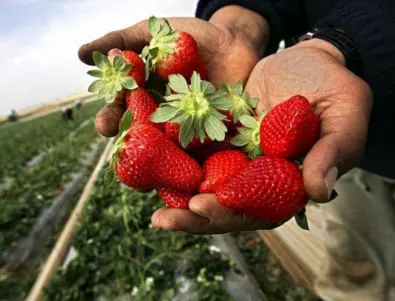 Какво е задължително да направим при торенето на ягодите?