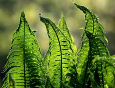 Растенията засилват фотосинтезата, за да ни помогнат за въглеродния диоксид