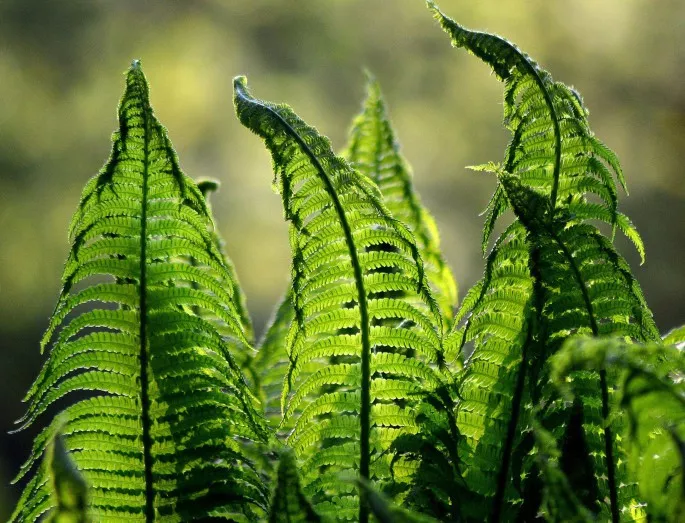 Растенията засилват фотосинтезата, за да ни помогнат за въглеродния диоксид