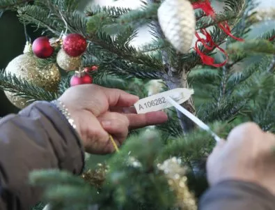 Българите все повече предпочитат жива елха за Коледа