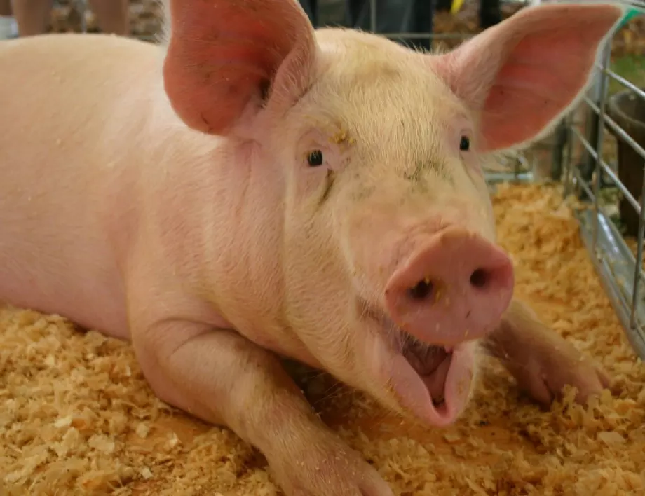 Кой би си помислил, че свинската мас помага при толкова много болести