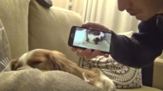 Мъж намира цаката на хъркащото си куче (Видео)